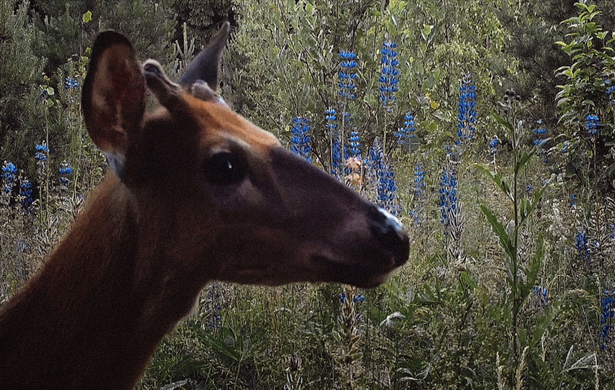 Risto Jarva palkinto erikoiselle luontoelokuvalle